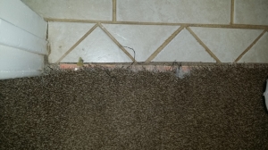 Tucson carpet pet damage 0