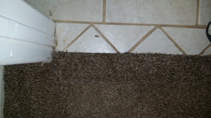 Tucson carpet pet damage 1