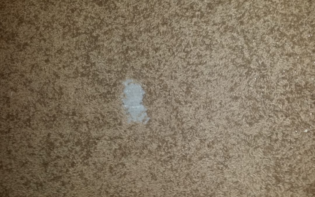 Tucson pet damage carpet repair