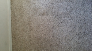 sw tucson pet carpet damage repaired