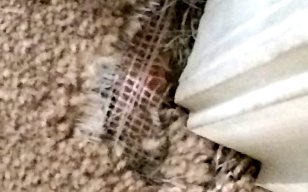 Southeast Tucson Pet Carpet Damage
