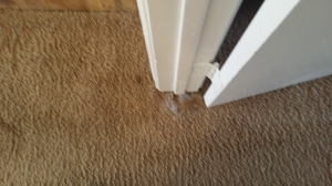 Tucson Ferret Carpet damage 1