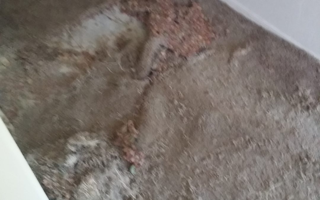 Tucson Pet Damage Carpet Repair