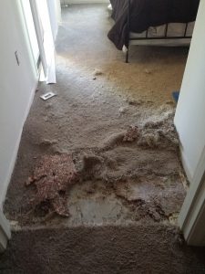 Tucson Carpet pet damage before