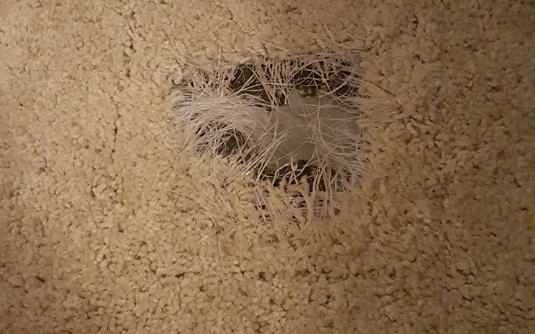 Marana carpet pet damage repair