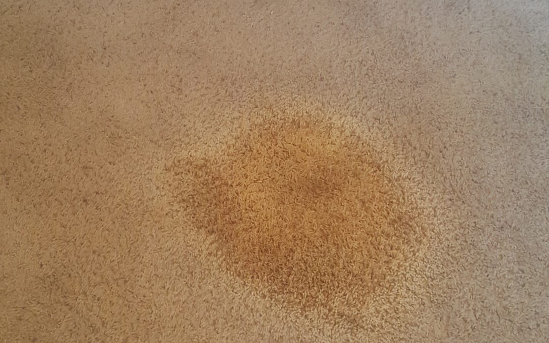 Tucson Carpet Stain Repair